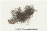 藏品(多摺蘚屬)的圖片